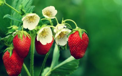 Strawberry Heart